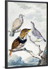 "Three birds, two Inca Pigeons and a collared bearded cuckoo (1753)", Aert Schouman