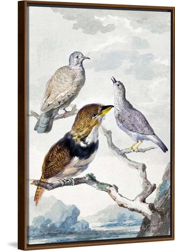 "Three birds, two Inca Pigeons and a collared bearded cuckoo (1753)", Aert Schouman