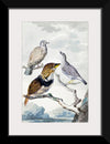 "Three birds, two Inca Pigeons and a collared bearded cuckoo (1753)", Aert Schouman