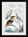 "Three birds, two Inca Pigeons and a collared bearded cuckoo (1753)", Aert Schouman