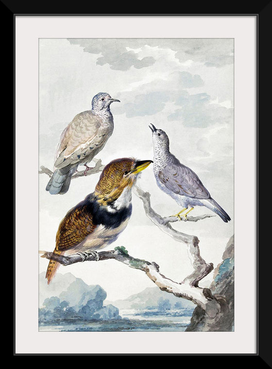 "Three birds, two Inca Pigeons and a collared bearded cuckoo (1753)", Aert Schouman