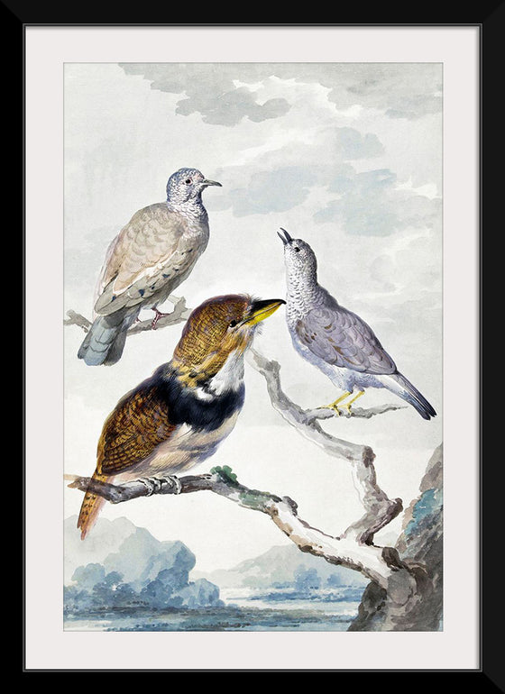 "Three birds, two Inca Pigeons and a collared bearded cuckoo (1753)", Aert Schouman