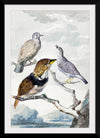 "Three birds, two Inca Pigeons and a collared bearded cuckoo (1753)", Aert Schouman