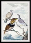 "Three birds, two Inca Pigeons and a collared bearded cuckoo (1753)", Aert Schouman