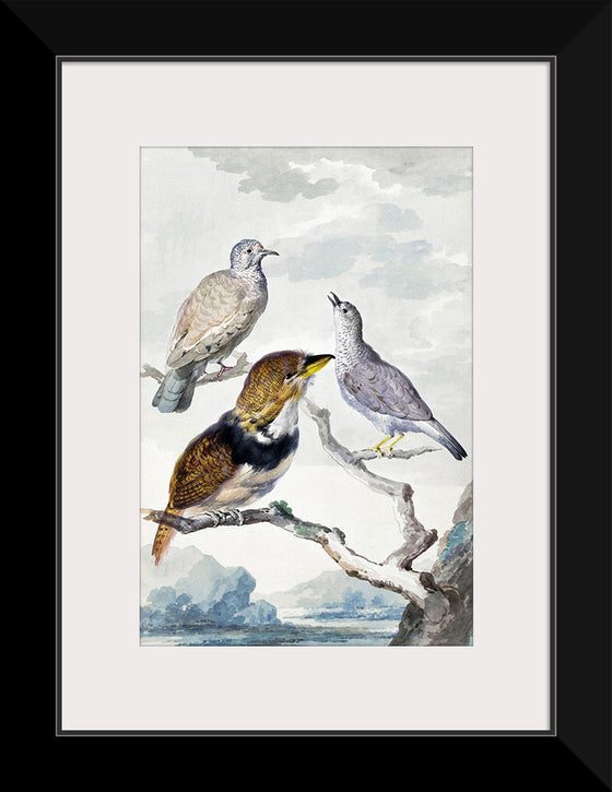 "Three birds, two Inca Pigeons and a collared bearded cuckoo (1753)", Aert Schouman