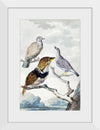 "Three birds, two Inca Pigeons and a collared bearded cuckoo (1753)", Aert Schouman