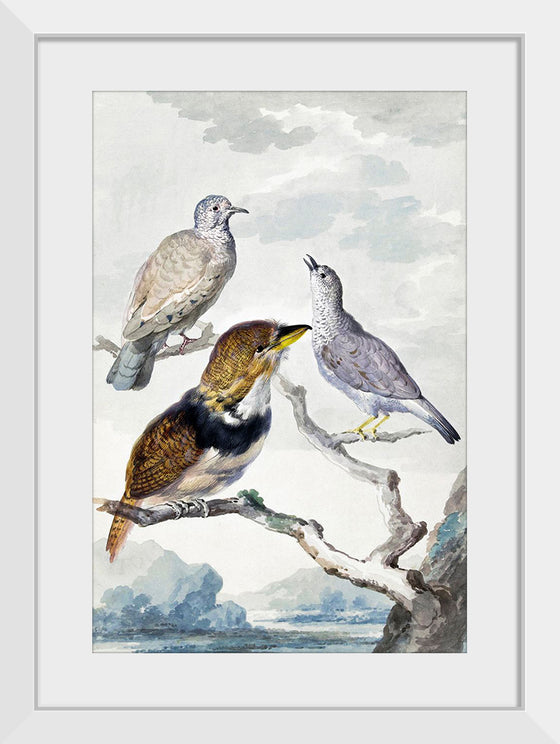 "Three birds, two Inca Pigeons and a collared bearded cuckoo (1753)", Aert Schouman