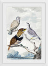 "Three birds, two Inca Pigeons and a collared bearded cuckoo (1753)", Aert Schouman