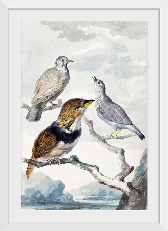 "Three birds, two Inca Pigeons and a collared bearded cuckoo (1753)", Aert Schouman