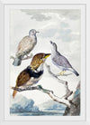 "Three birds, two Inca Pigeons and a collared bearded cuckoo (1753)", Aert Schouman