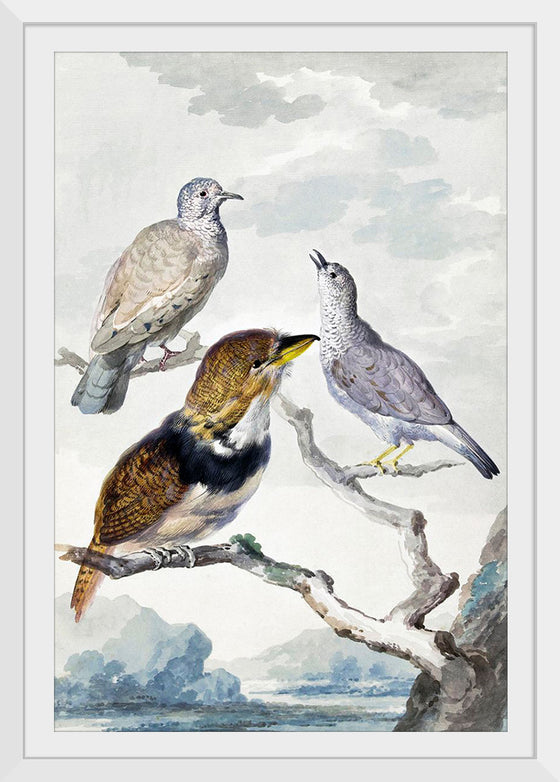 "Three birds, two Inca Pigeons and a collared bearded cuckoo (1753)", Aert Schouman