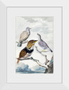 "Three birds, two Inca Pigeons and a collared bearded cuckoo (1753)", Aert Schouman