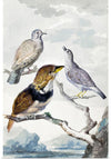 "Three birds, two Inca Pigeons and a collared bearded cuckoo (1753)", Aert Schouman