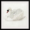 "Mute Swan (ca. 1720-1792)", Aert Schouman