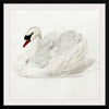 "Mute Swan (ca. 1720-1792)", Aert Schouman