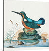 Bring the beauty of nature into your home with this stunning print of James Bolton’s “Common Kingfisher from the natural history cabinet of Anna Blackburne (1768)”. 