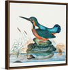 "Common Kingfisher from the natural history cabinet of Anna Blackburne (1768)", James Bolton