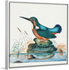 "Common Kingfisher from the natural history cabinet of Anna Blackburne (1768)", James Bolton