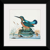 "Common Kingfisher from the natural history cabinet of Anna Blackburne (1768)", James Bolton