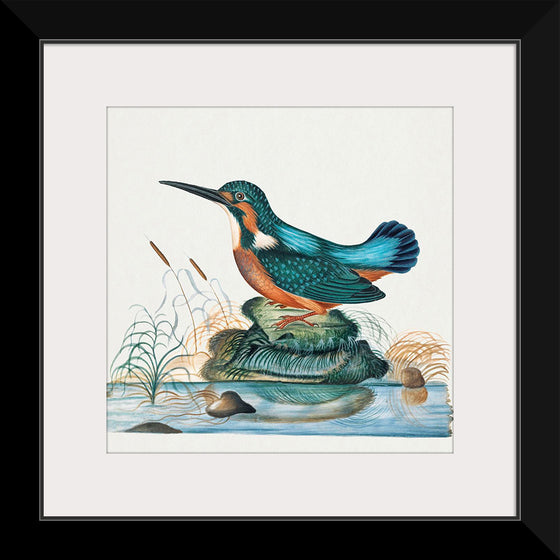 "Common Kingfisher from the natural history cabinet of Anna Blackburne (1768)", James Bolton