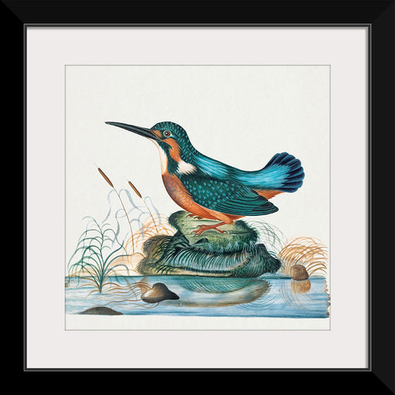 "Common Kingfisher from the natural history cabinet of Anna Blackburne (1768)", James Bolton