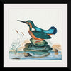 "Common Kingfisher from the natural history cabinet of Anna Blackburne (1768)", James Bolton