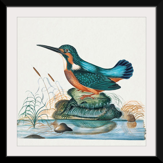 "Common Kingfisher from the natural history cabinet of Anna Blackburne (1768)", James Bolton