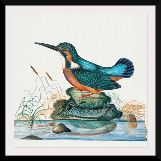 "Common Kingfisher from the natural history cabinet of Anna Blackburne (1768)", James Bolton