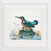 "Common Kingfisher from the natural history cabinet of Anna Blackburne (1768)", James Bolton