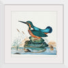 "Common Kingfisher from the natural history cabinet of Anna Blackburne (1768)", James Bolton