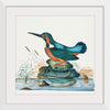 "Common Kingfisher from the natural history cabinet of Anna Blackburne (1768)", James Bolton