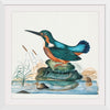 "Common Kingfisher from the natural history cabinet of Anna Blackburne (1768)", James Bolton