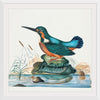 "Common Kingfisher from the natural history cabinet of Anna Blackburne (1768)", James Bolton