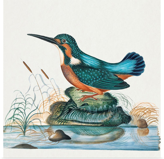 "Common Kingfisher from the natural history cabinet of Anna Blackburne (1768)", James Bolton