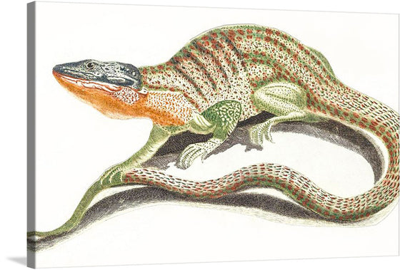 Embark on a journey into the captivating world of natural history with Johan Teyler's "A Lizard (1648-1709)," now available as a striking print. Johan Teyler, a Dutch artist from the late 17th century, left an indelible mark on the intersection of art and science. Renowned for his intricate illustrations, Teyler's work often explored the natural world with a meticulous eye, showcasing a deep understanding of anatomy and a keen sense of aesthetics.