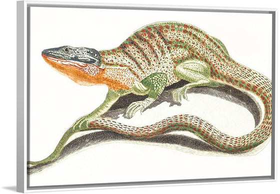 "A Lizard (1648-1709)", Johan Teyler