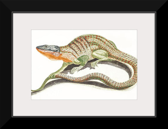 "A Lizard (1648-1709)", Johan Teyler