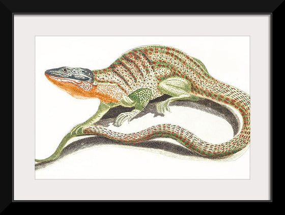 "A Lizard (1648-1709)", Johan Teyler