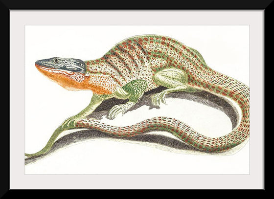 "A Lizard (1648-1709)", Johan Teyler