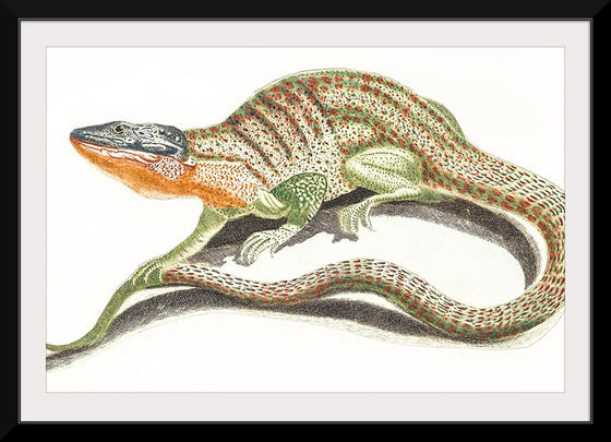 "A Lizard (1648-1709)", Johan Teyler