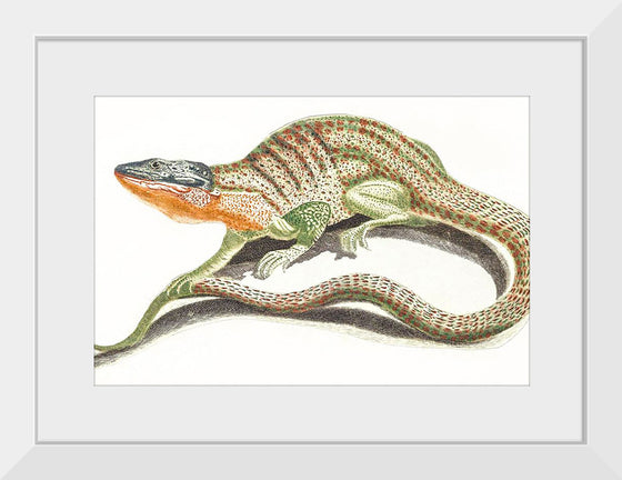 "A Lizard (1648-1709)", Johan Teyler