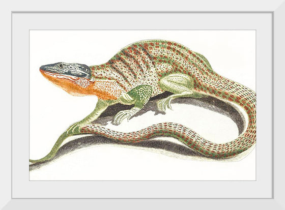 "A Lizard (1648-1709)", Johan Teyler