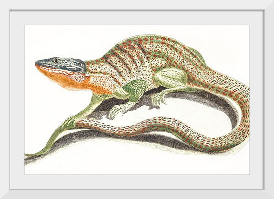 "A Lizard (1648-1709)", Johan Teyler