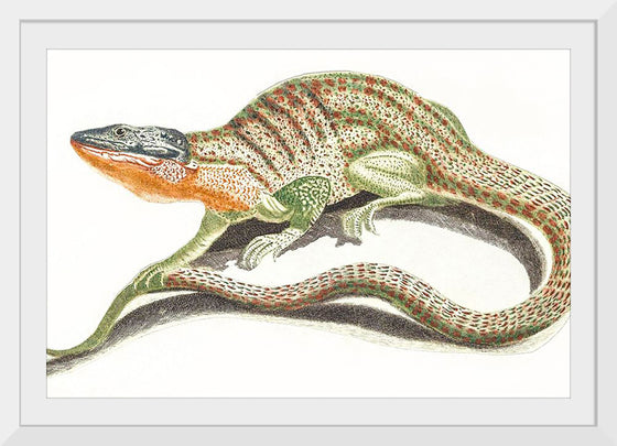 "A Lizard (1648-1709)", Johan Teyler