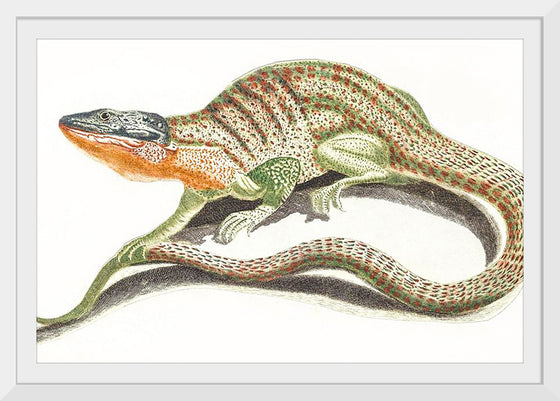 "A Lizard (1648-1709)", Johan Teyler