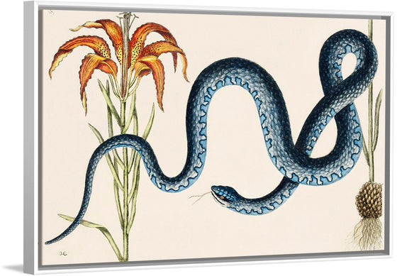 "Wampum Snake (Anguis) (1754)", Mark Catesby