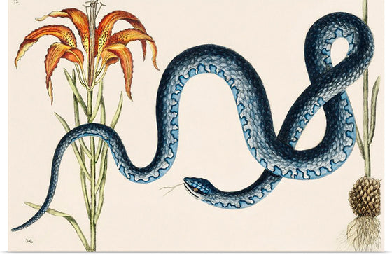 "Wampum Snake (Anguis) (1754)", Mark Catesby