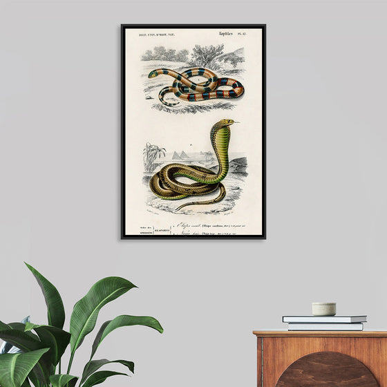 "Coral Snake (Elaps Corallinus) and Egyptian Cobra (Naja Hoje)",  Charles Dessalines D' Orbigny