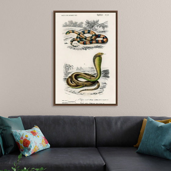 "Coral Snake (Elaps Corallinus) and Egyptian Cobra (Naja Hoje)",  Charles Dessalines D' Orbigny