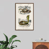 "Coral Snake (Elaps Corallinus) and Egyptian Cobra (Naja Hoje)",  Charles Dessalines D' Orbigny